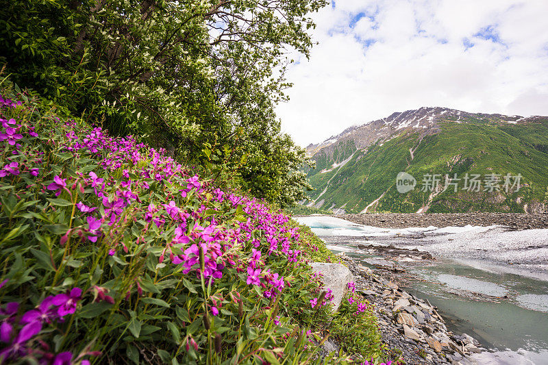 在阿拉斯加的Exit Glacier徒步旅行。